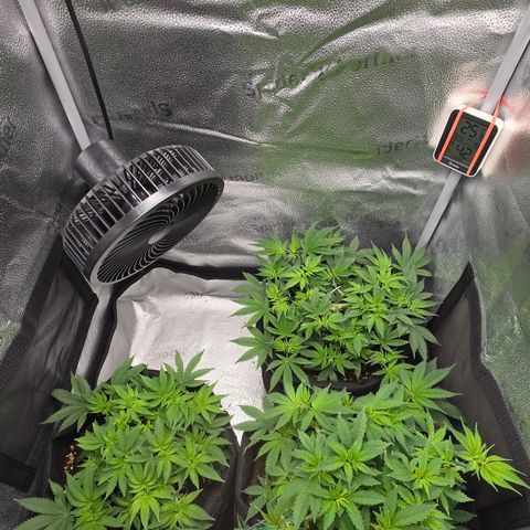 Somango XL 🥭 growlog timeline photo