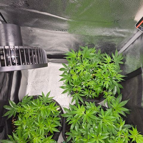 Somango XL 🥭 growlog timeline photo
