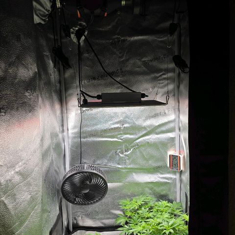 Grand Daddy Purple 🌌 growlog timeline photo