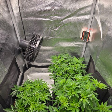 Grand Daddy Purple 🌌 growlog timeline photo