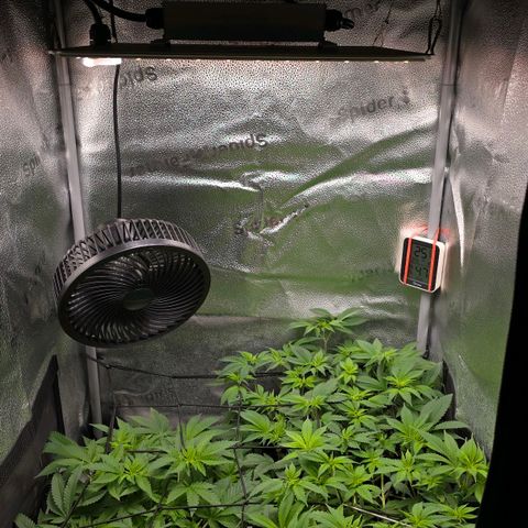 Somango XL 🥭 growlog timeline photo