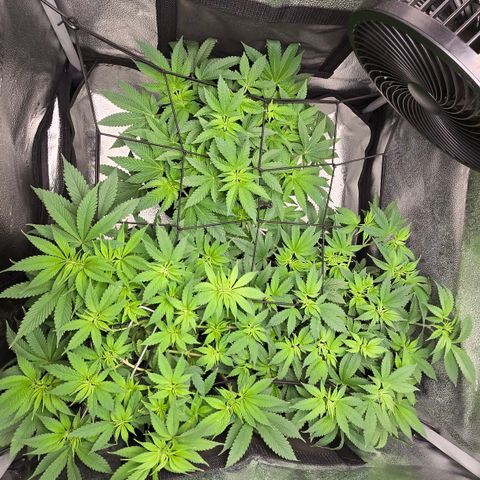 Somango XL 🥭 growlog timeline photo