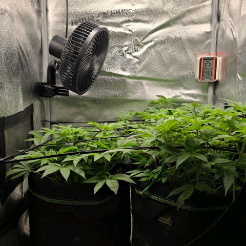 Somango XL 🥭 growlog timeline photo