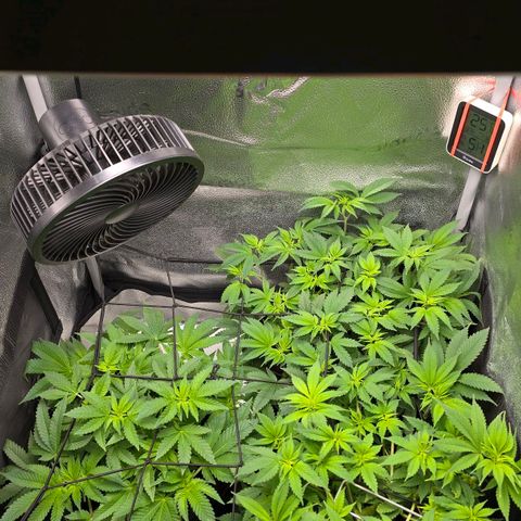 Somango XL 🥭 growlog timeline photo
