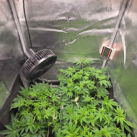 Grand Daddy Purple 🌌 growlog timeline photo