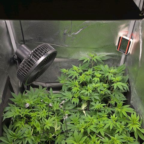 Grand Daddy Purple 🌌 growlog timeline photo