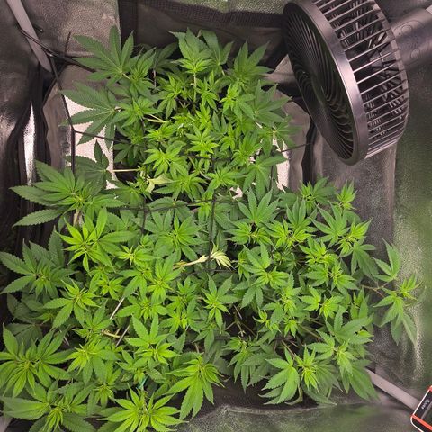 Grand Daddy Purple 🌌 growlog timeline photo
