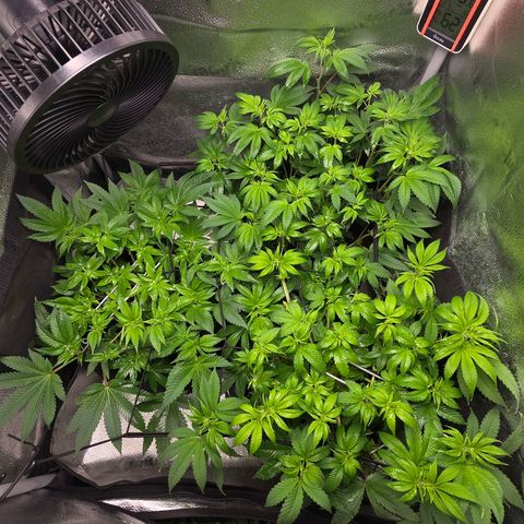 Somango XL 🥭 growlog timeline photo