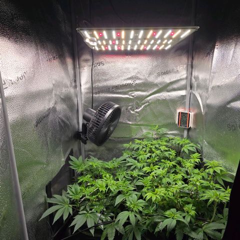 Somango XL 🥭 growlog timeline photo