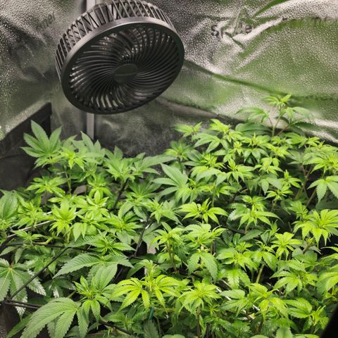 Somango XL 🥭 growlog timeline photo