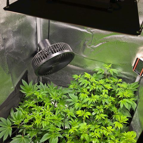 Somango XL 🥭 growlog timeline photo
