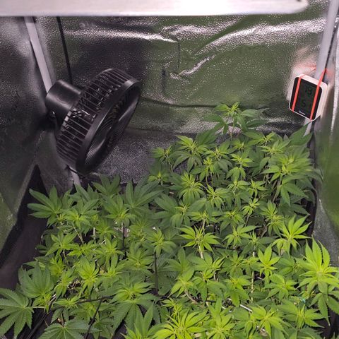 Somango XL 🥭 growlog timeline photo