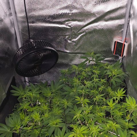 Somango XL 🥭 growlog timeline photo