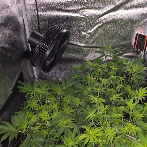 Somango XL 🥭 growlog timeline photo