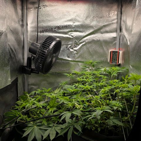 Somango XL 🥭 growlog timeline photo