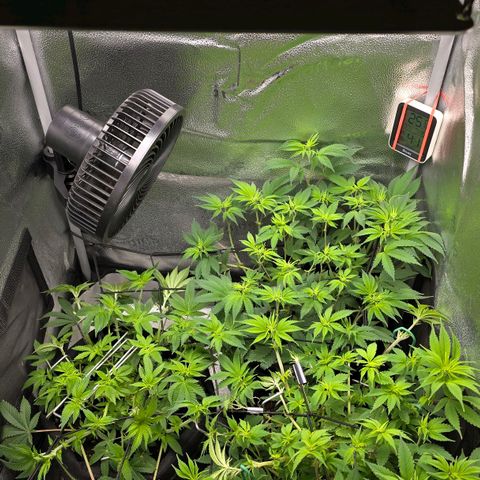 Somango XL 🥭 growlog timeline photo
