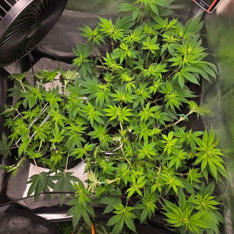 Somango XL 🥭 growlog timeline photo