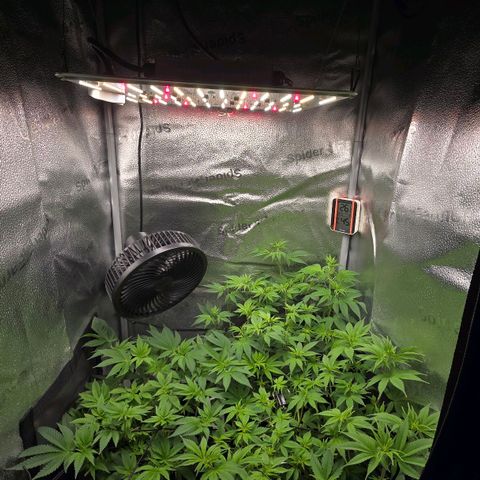 Somango XL 🥭 growlog timeline photo