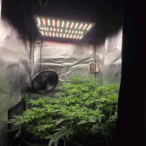 Somango XL 🥭 growlog timeline photo