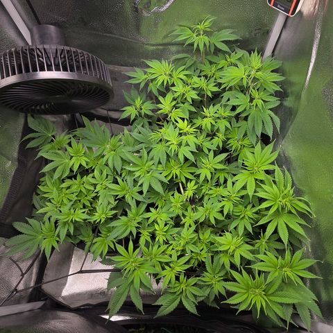 Somango XL 🥭 growlog timeline photo