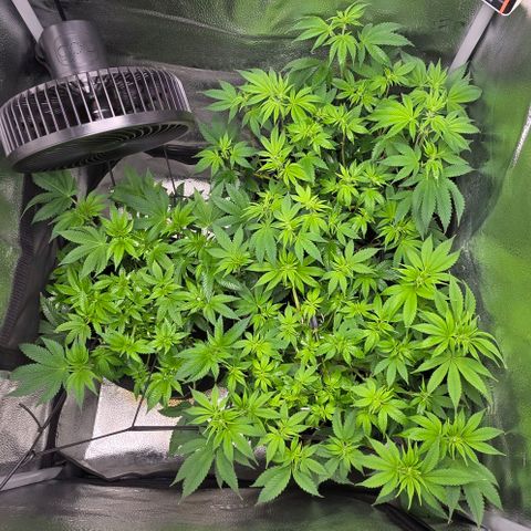 Somango XL 🥭 growlog timeline photo