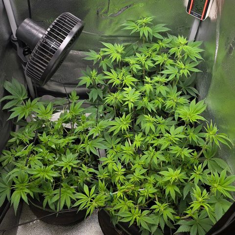 Somango XL 🥭 growlog timeline photo