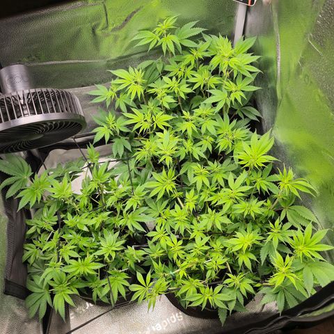 Somango XL 🥭 growlog timeline photo