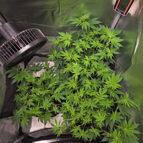 Somango XL 🥭 growlog timeline photo
