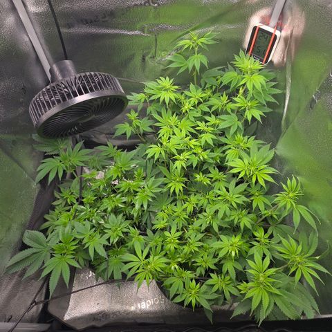 Somango XL 🥭 growlog timeline photo