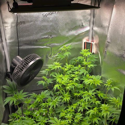Somango XL 🥭 growlog timeline photo