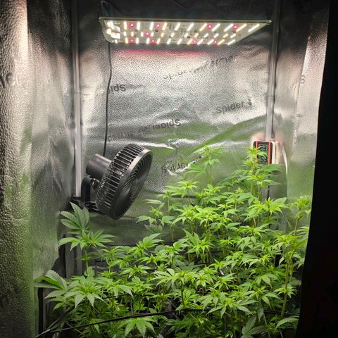 Somango XL 🥭 growlog timeline photo