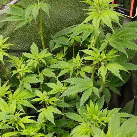Grand Daddy Purple 🌌 growlog timeline photo