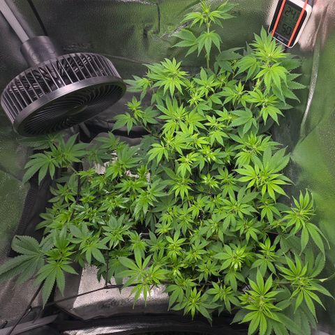 Somango XL 🥭 growlog timeline photo