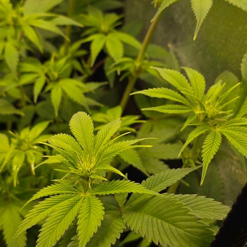 Grand Daddy Purple 🌌 growlog timeline photo