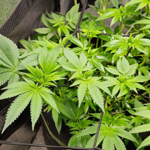 Somango XL 🥭 growlog timeline photo