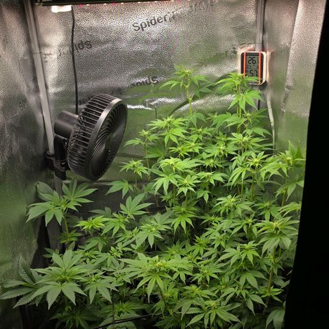 Somango XL 🥭 growlog timeline photo