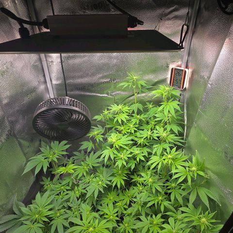 Somango XL 🥭 growlog timeline photo