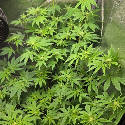 Grand Daddy Purple 🌌 growlog timeline photo