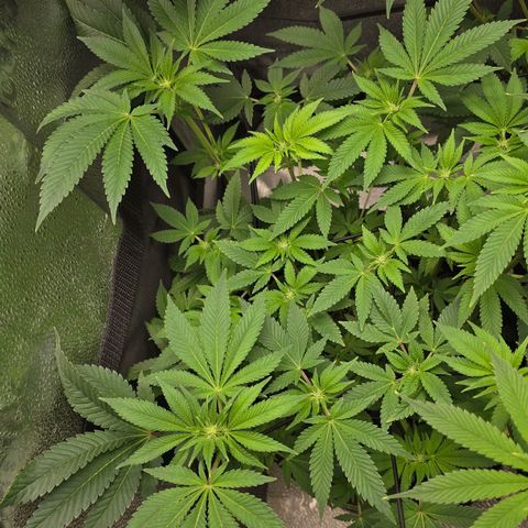 Somango XL 🥭 growlog timeline photo