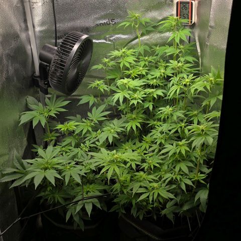 Grand Daddy Purple 🌌 growlog timeline photo