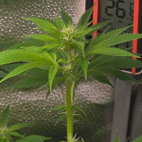 Grand Daddy Purple 🌌 growlog timeline photo