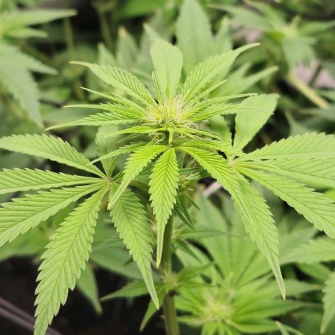 Grand Daddy Purple 🌌 growlog timeline photo