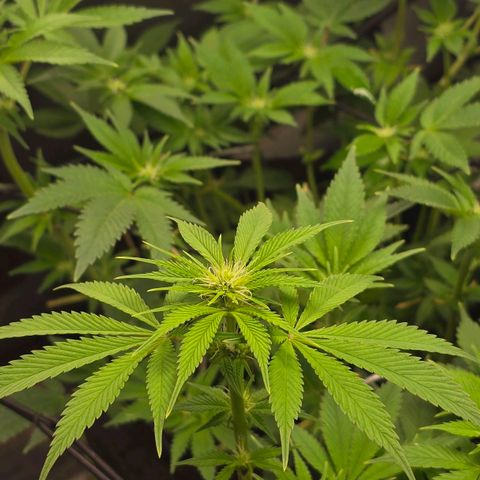 Grand Daddy Purple 🌌 growlog timeline photo