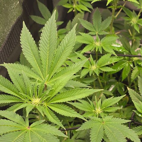 Somango XL 🥭 growlog timeline photo