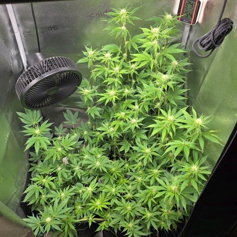 Somango XL 🥭 growlog timeline photo