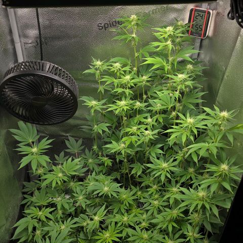 Somango XL 🥭 growlog timeline photo