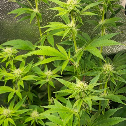Grand Daddy Purple 🌌 growlog timeline photo