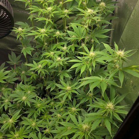 Grand Daddy Purple 🌌 growlog timeline photo