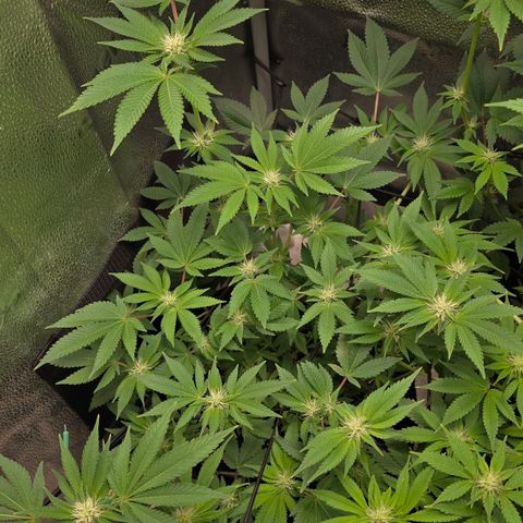 Somango XL 🥭 growlog timeline photo
