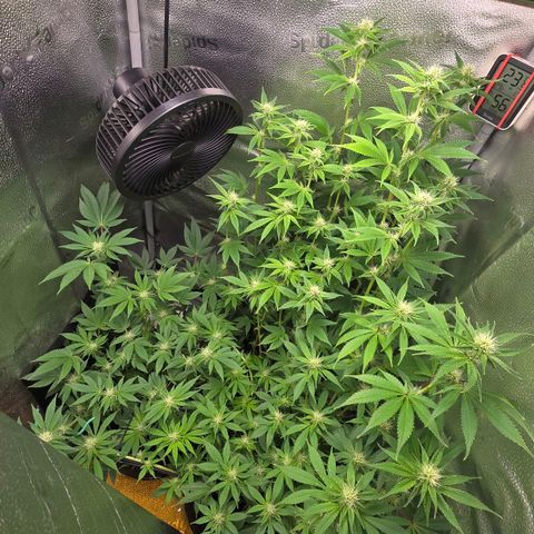 Somango XL 🥭 growlog timeline photo